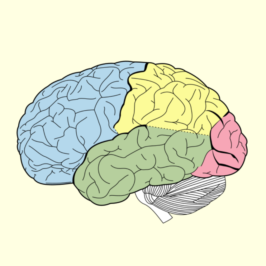 neuro-liderazgo