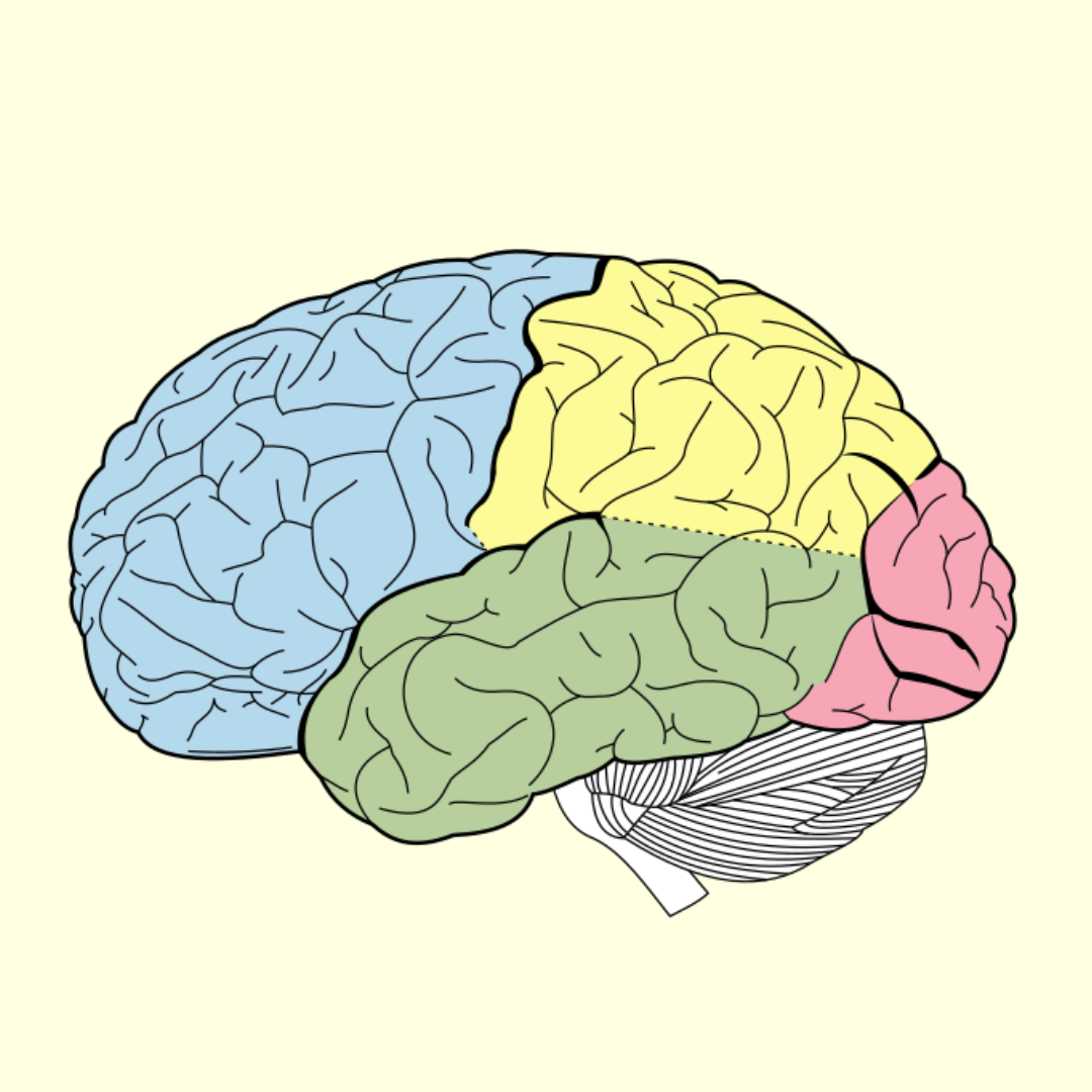 neuro-liderazgo