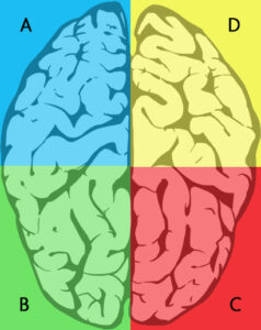 Neuro-liderazgo: cómo tomar mejores decisiones empresariales usando la ciencia del cerebro Test Herrmann